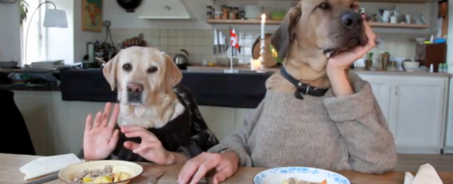 Vedere il mondo con gli occhi di un cane